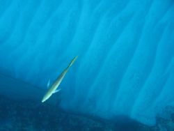 yellowtail snapper from above by Matthew Spiro 